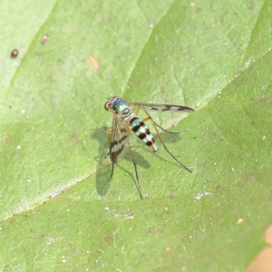 Heteropsilopus ingenuus at O'Connor, ACT - 13 Jan 2023 10:05 AM