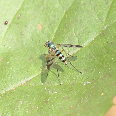 Austrosciapus connexus (Green long-legged fly) at O'Connor, ACT - 12 Jan 2023 by ConBoekel