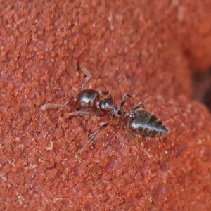 Crematogaster sp. (genus) at O'Connor, ACT - 13 Jan 2023