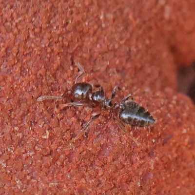 Crematogaster sp. (genus) (Acrobat ant, Cocktail ant) at Dryandra St Woodland - 12 Jan 2023 by ConBoekel
