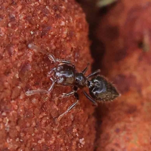 Crematogaster sp. (genus) at O'Connor, ACT - 13 Jan 2023 09:48 AM