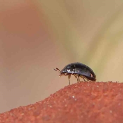 Nitidulidae sp. (family) at O'Connor, ACT - 12 Jan 2023 by ConBoekel