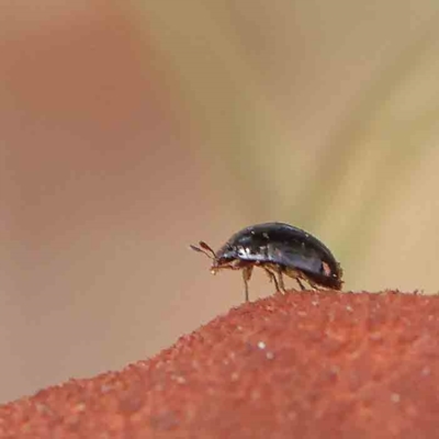 Unidentified Weevil (Curculionoidea) at O'Connor, ACT - 12 Jan 2023 by ConBoekel