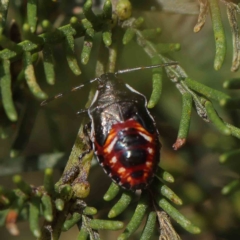 Oechalia schellenbergii (Spined Predatory Shield Bug) at Dryandra St Woodland - 12 Jan 2023 by ConBoekel