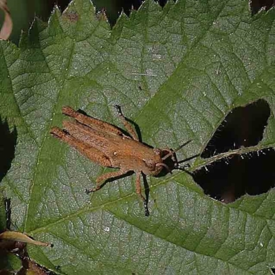 Phaulacridium vittatum (Wingless Grasshopper) at Dryandra St Woodland - 12 Jan 2023 by ConBoekel