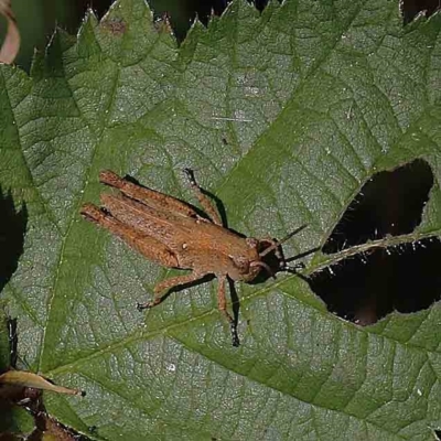 Phaulacridium vittatum (Wingless Grasshopper) at O'Connor, ACT - 13 Jan 2023 by ConBoekel