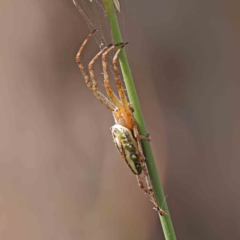Plebs bradleyi (Enamelled spider) at Dryandra St Woodland - 12 Jan 2023 by ConBoekel