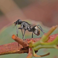 Polyrhachis ammon (Golden-spined Ant, Golden Ant) at O'Connor, ACT - 12 Jan 2023 by ConBoekel