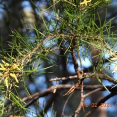 Persoonia linearis (Narrow-leaved Geebung) at Wollondilly Local Government Area - 12 Feb 2023 by bufferzone