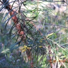 Persoonia linearis at Oakdale, NSW - 12 Feb 2023