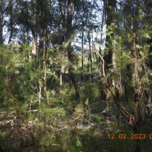 Persoonia linearis at Oakdale, NSW - 12 Feb 2023