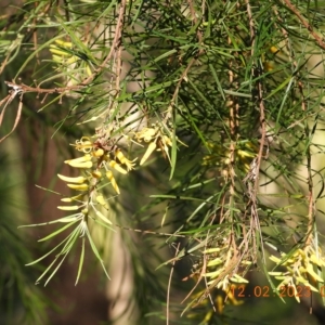 Persoonia linearis at Oakdale, NSW - 12 Feb 2023