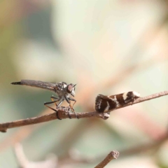 Cerdistus sp. (genus) (Slender Robber Fly) at O'Connor, ACT - 13 Jan 2023 by ConBoekel