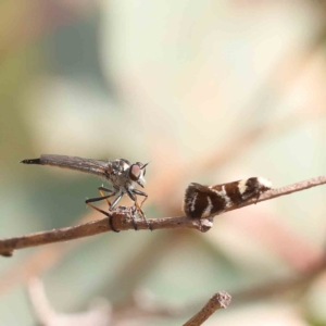 Cerdistus sp. (genus) at O'Connor, ACT - 13 Jan 2023