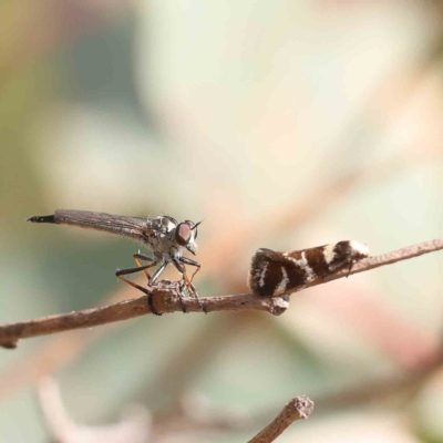 Cerdistus sp. (genus) (Yellow Slender Robber Fly) at O'Connor, ACT - 12 Jan 2023 by ConBoekel