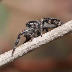 Sandalodes scopifer (White-spotted Sandalodes) at Dryandra St Woodland - 12 Jan 2023 by ConBoekel