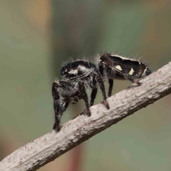 Sandalodes scopifer at O'Connor, ACT - 13 Jan 2023 09:15 AM