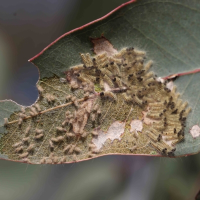 Uraba lugens (Gumleaf Skeletonizer) at Dryandra St Woodland - 12 Jan 2023 by ConBoekel