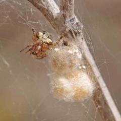 Araneus albotriangulus (White-triangle orb weaver) at Dryandra St Woodland - 12 Jan 2023 by ConBoekel