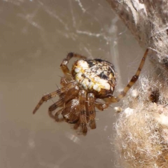 Araneus albotriangulus at O'Connor, ACT - 13 Jan 2023 09:38 AM