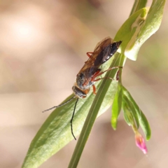 Thynninae (subfamily) (Smooth flower wasp) at Dryandra St Woodland - 12 Jan 2023 by ConBoekel