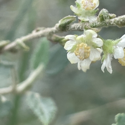 Gynatrix pulchella (Hemp Bush) at Mount Ainslie - 8 Feb 2023 by JaneR