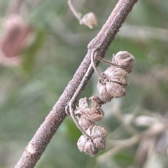 Gynatrix pulchella at Campbell, ACT - 8 Feb 2023