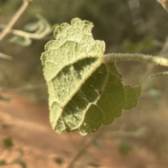 Gynatrix pulchella at Campbell, ACT - 8 Feb 2023