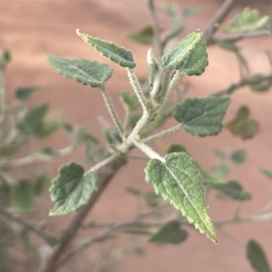 Gynatrix pulchella at Campbell, ACT - 8 Feb 2023