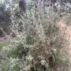 Gynatrix pulchella at Campbell, ACT - 8 Feb 2023