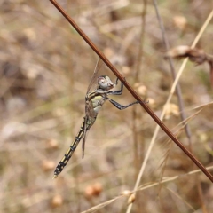 Orthetrum caledonicum (Blue Skimmer) at Dryandra St Woodland - 31 Jan 2023 by ConBoekel