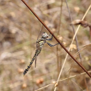 Orthetrum caledonicum at O'Connor, ACT - 31 Jan 2023