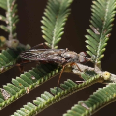 Therevidae (family) (Unidentified stiletto fly) at Dryandra St Woodland - 31 Jan 2023 by ConBoekel