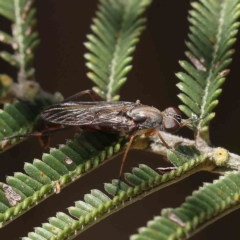 Therevidae (family) (Unidentified stiletto fly) at O'Connor, ACT - 31 Jan 2023 by ConBoekel