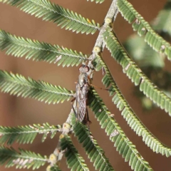 Therevidae sp. (family) at O'Connor, ACT - 31 Jan 2023