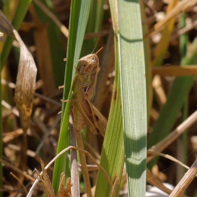 Praxibulus sp. (genus) (A grasshopper) at Dryandra St Woodland - 31 Jan 2023 by ConBoekel