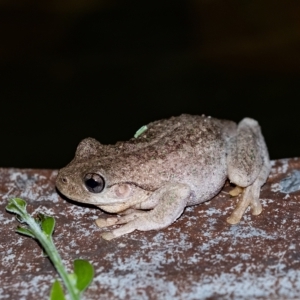 Litoria peronii at Penrose, NSW - 10 Feb 2023