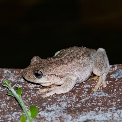 Litoria peronii (Peron's Tree Frog, Emerald Spotted Tree Frog) at Penrose - 10 Feb 2023 by Aussiegall