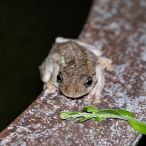 Litoria peronii at Penrose, NSW - 10 Feb 2023