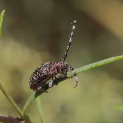 Ancita sp. (genus) (Longicorn or longhorn beetle) at Dryandra St Woodland - 31 Jan 2023 by ConBoekel