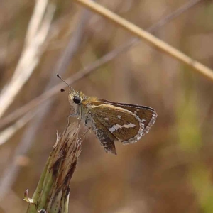 Taractrocera papyria at O'Connor, ACT - 31 Jan 2023