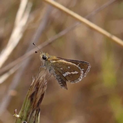 Taractrocera papyria (White-banded Grass-dart) at O'Connor, ACT - 31 Jan 2023 by ConBoekel
