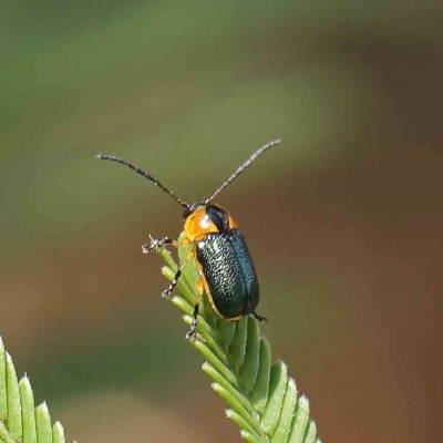 Aporocera (Aporocera) consors (A leaf beetle) at Dryandra St Woodland - 31 Jan 2023 by ConBoekel
