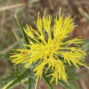 Carthamus lanatus at Fyshwick, ACT - 20 Jan 2023