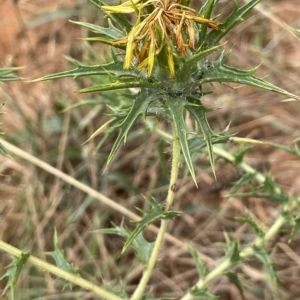 Carthamus lanatus at Fyshwick, ACT - 20 Jan 2023