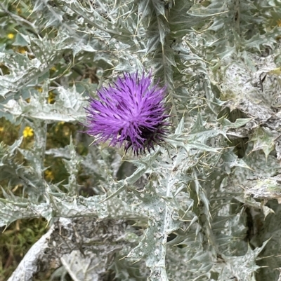 Onopordum acanthium (Scotch Thistle) at Central Molonglo - 20 Jan 2023 by JaneR
