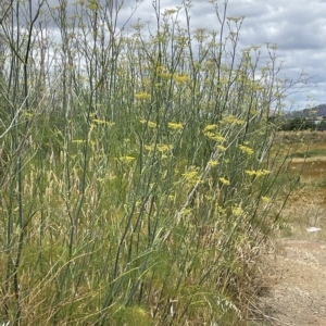 Foeniculum vulgare at Fyshwick, ACT - 20 Jan 2023 12:17 PM