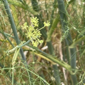 Foeniculum vulgare at Fyshwick, ACT - 20 Jan 2023 12:17 PM