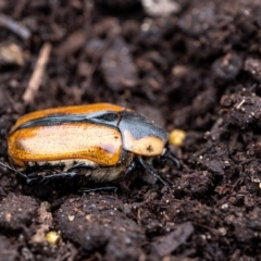 Chondropyga dorsalis (Cowboy beetle) at Penrose, NSW - 7 Feb 2023 by Aussiegall