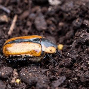 Chondropyga dorsalis at Penrose, NSW - suppressed